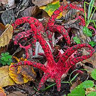 Octopus stinkhorn / devil's fingers (Clathrus archeri / Lysurus archeri) invasive fungus in Europe but endemic to Africa, New Zealand and Australia